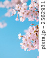 素材ナンバー 2562931 : 「桜と青空」