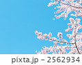 素材ナンバー 2562934 : 「桜と青空」
