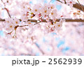 素材ナンバー 2562939 : 「桜」