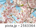 平安しだれ