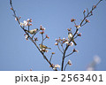 桜とスズメ