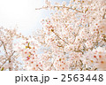 満開のソメイヨシノ