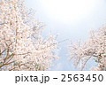 満開のソメイヨシノ