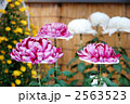 菊花展