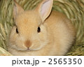 わらのかまくらドームでくつろぐネザーランドドワーフ 