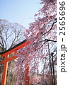 平野神社　春景
