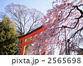 平野神社　春景