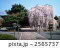 千本釈迦堂のおかめ桜