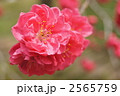 ハナモモ
