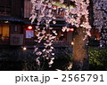 祇園白川の夜桜