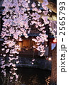 祇園白川の夜桜