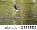 ツバメ