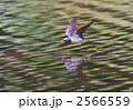 ツバメ