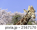 キリンと桜