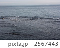 2567443