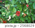 ぼけの花