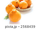 熊本県産デコポン（不知火）