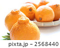素材ナンバー 2568440 : 「熊本県産デコポン（不知火）」