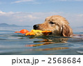 ゴールデンレトリバー1頭