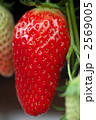 2569005