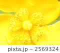 接写 黄色の花びら ヒペリカム