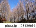 1月　メタセコイヤ・スギ科85