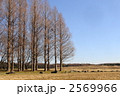 1月　メタセコイヤ・スギ科87