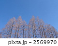 1月　メタセコイヤ・スギ科93