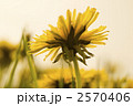 2570406