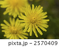 2570409