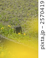 2570419