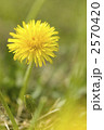 2570420