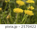2570422