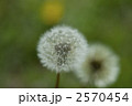 2570454