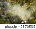杉花粉