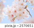 さくら