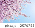 2570755