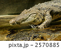 水場に向かうナイルワニ