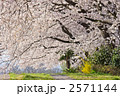 桜のトンネル 手前にピント