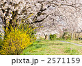 桜のトンネル