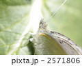 モンシロチョウ