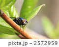 蠅