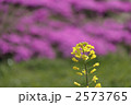 素材ナンバー 2573765 : 「菜の花とシバザクラ」