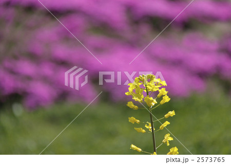 菜の花とシバザクラ