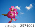 ゼラニュームと青空