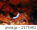 ウミウシ