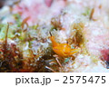 ウミウシ