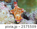ウミウシ