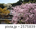 京都　二尊院の枝垂れ桜