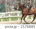 乗馬